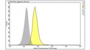 Anti-Caspase-8 Antibody, clone 3B10 