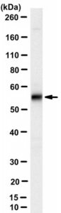 Anti-Caspase-8 Antibody, clone 3B10 