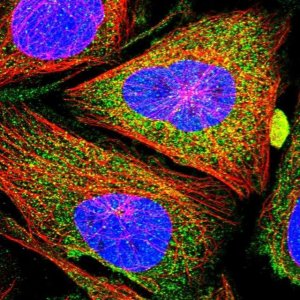 Anti-CCBE1 antibody produced in rabbit 