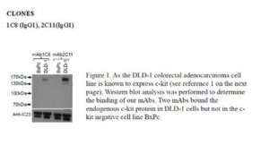 Anti-CD117 (c-Kit) Antibody, clone 2C11 