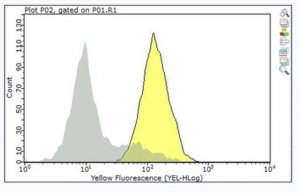 Anti-CD11b/CD18 Antibody, clone mAb107 