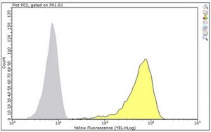 Anti-CD1b Antibody, clone BCD1b3.1 