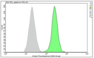 Anti-CD28 Antibody, clone 37.51 