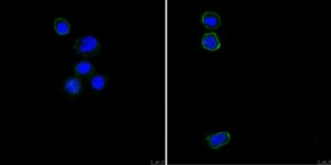 Anti-CD31 (PECAM-1) Antibody, clone MBC 78.1 