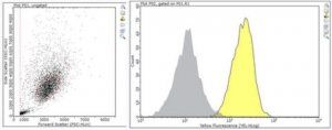 Anti-CD31/PECAM-1.3 Antibody, clone MBC 78.3 