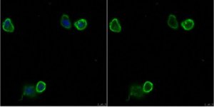 Anti-CD31/PECAM-1.3 Antibody, clone MBC 78.3 