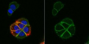 Anti-CD318 (CD6L) Antibody, clone 3A11 
