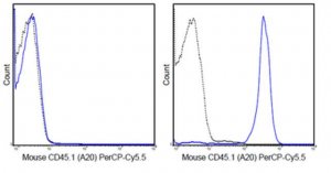 Anti-CD45.1 Antibody (mouse), PerCP-Cy5.5, clone A20 MABF589