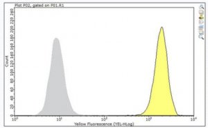 Anti-CD46 Antibody, clone TRA-2-10 