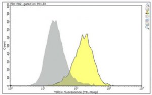 Anti-CD6 Antibody, clone UMCD6 