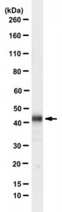 Anti-CD63 (LAMP3) Antibody, clone ME491 