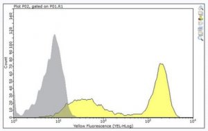 Anti-CD8 alpha Antibody, clone 53-6.72 