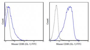 Anti-CD86 (B7-2) Antibody (mouse), FITC, clone GL-1 MABF724