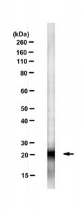 Anti-Cdc42 Antibody, clone 28-10 