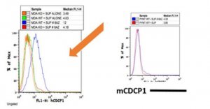 Anti-CDCP1 (CD318) Antibody, clone 8A2 