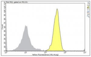 Anti-CDCP1 (CD318) Antibody, clone 8A2 
