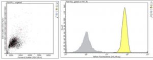 Anti-CDCP1 (CD318) Antibody, clone 9A2 