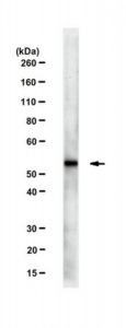 Anti-Cdh1 Antibody, clone AR38.2 