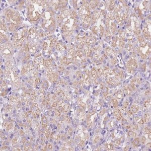Anti-CEACAM7 antibody produced in rabbit 