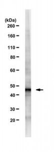 Anti-CELF4 Antibody, clone N446/80 