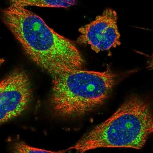 Anti-CEP85 antibody produced in rabbit 