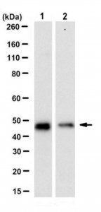 Anti-CFDP1 Antibody, clone 15E5.1 