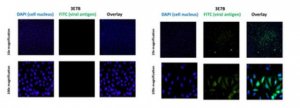 Anti-Chikungunya virus Antibody, clone 3E7b 