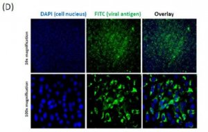 Anti-Chikungunya virus Antibody, clone 6A11 