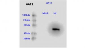 Anti-Chikungunya virus Antibody, clone 6A11 
