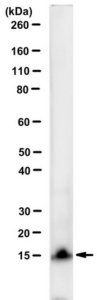 Anti-Chlamydial LPS Antibody, clone EVI-H1 