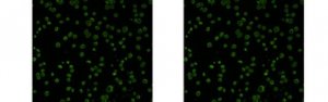 Anti-Chlamydial MOMP Antibody, clone B-D3 
