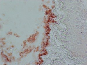 Anti-Cholecystokinin (26-33) (CCK-8) antibody produced in rabbit 