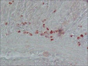 Anti-Cholecystokinin (26-33) (CCK-8) antibody produced in rabbit 