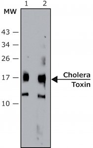 Anti-Cholera toxin, B Subunit (CTxB) antibody, Mouse monoclonal 