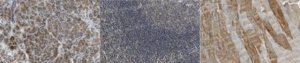 Anti-CHRNA2 Antibody, clone 5B2.1 