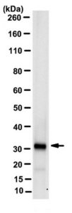 Anti-CHRNA2 Antibody, clone 5B2.1 