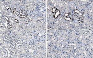 Anti-CLEC18A Antibody, clone 3A9E6 