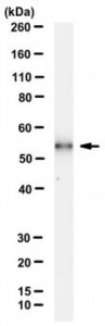 Anti-CLEC18A Antibody, clone 3A9E6 