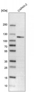 Anti-CLSTN1 antibody produced in rabbit 
