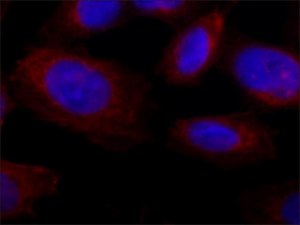 Anti-Collagen, Type X antibody, Mouse monoclonal 
