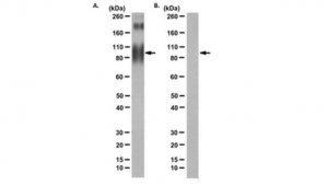 Anti-Complement receptor C5aR (CD88) Antibody, clone S5/1 