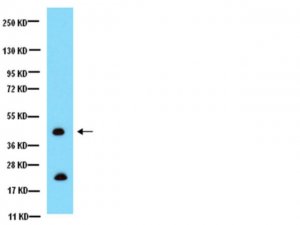 Anti-Connexin 43 Antibody, CT, cytosolic 