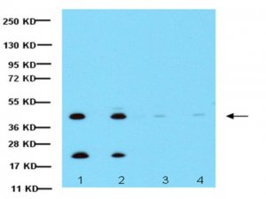 Anti-Connexin 43 Antibody, CT, cytosolic 