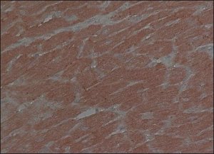 Anti-Connexin 43 antibody, Mouse monoclonal 