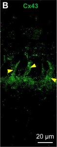 Anti-Connexin-43 antibody produced in rabbit 