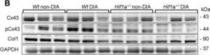 Anti-Connexin-43 antibody produced in rabbit 