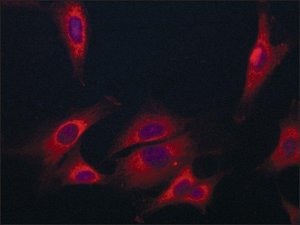 Anti-Coronin-1C (C-terminal) antibody produced in rabbit 