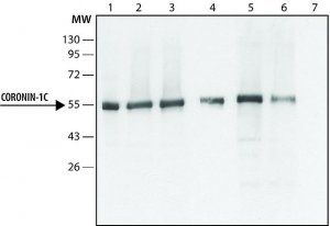 Anti-Coronin-1C (C-terminal) antibody produced in rabbit 