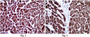 Anti-COX4 Antibody 