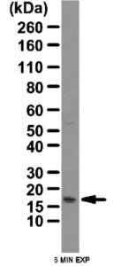 Anti-COX4 Antibody 